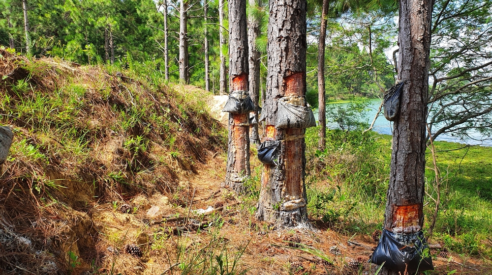 Remove Pine Sap From Deck